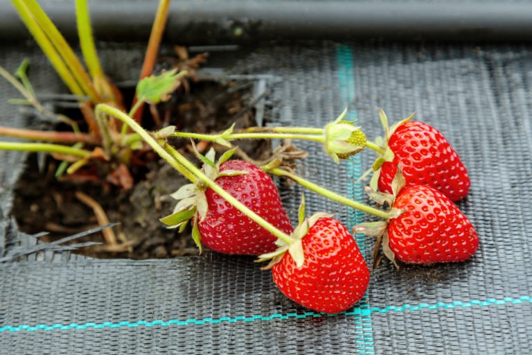 Growing,Strawberries,On,Black,Textile,With,Drip,Watering,,Bed,Covered