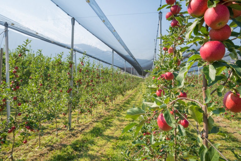 Intensive,Fruit,Production,Or,Orchard,With,Crop,Protection,Nets,In